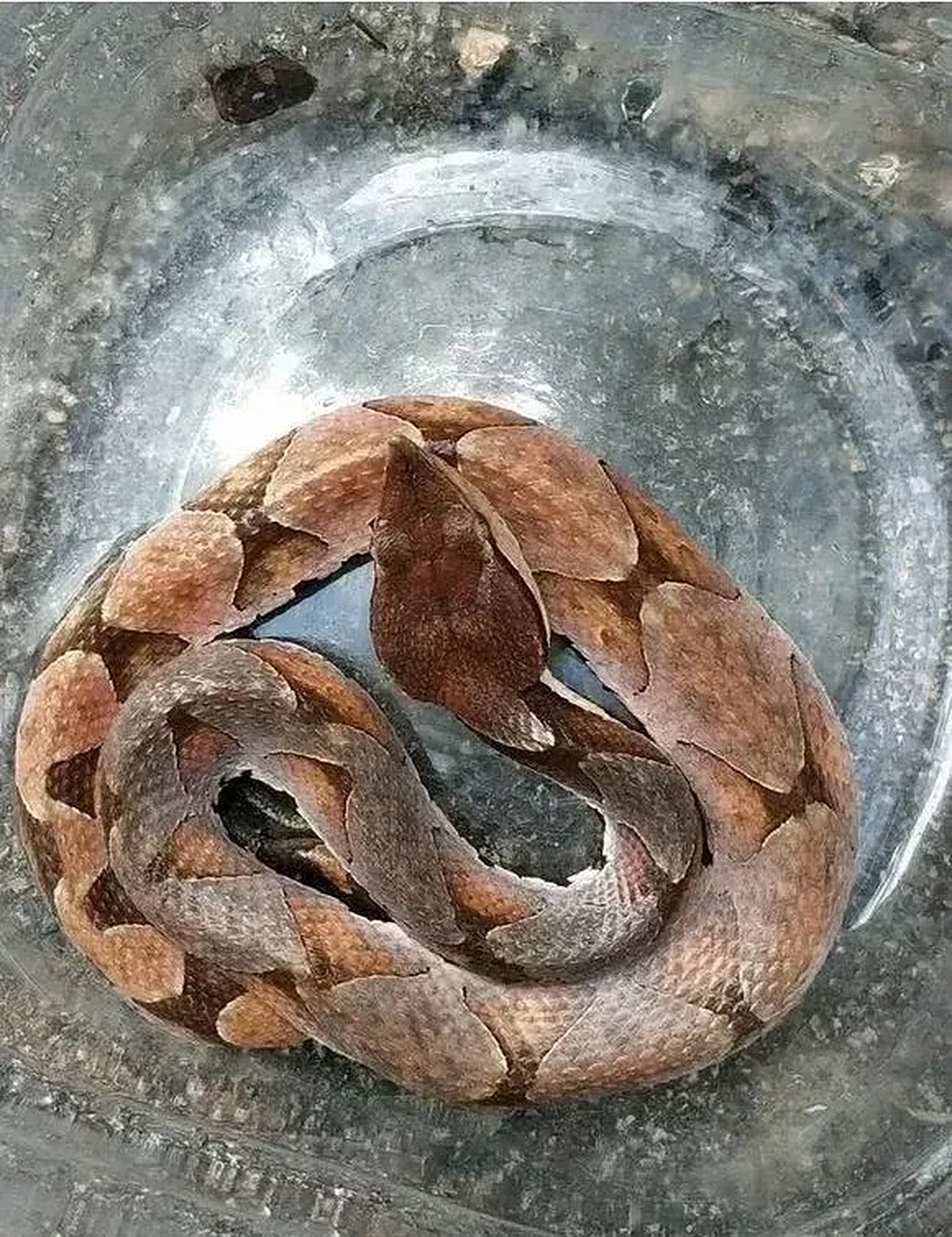 近日,湖北宜昌,一45岁女子在家里被蛇咬伤了,当她被送到医院的时候