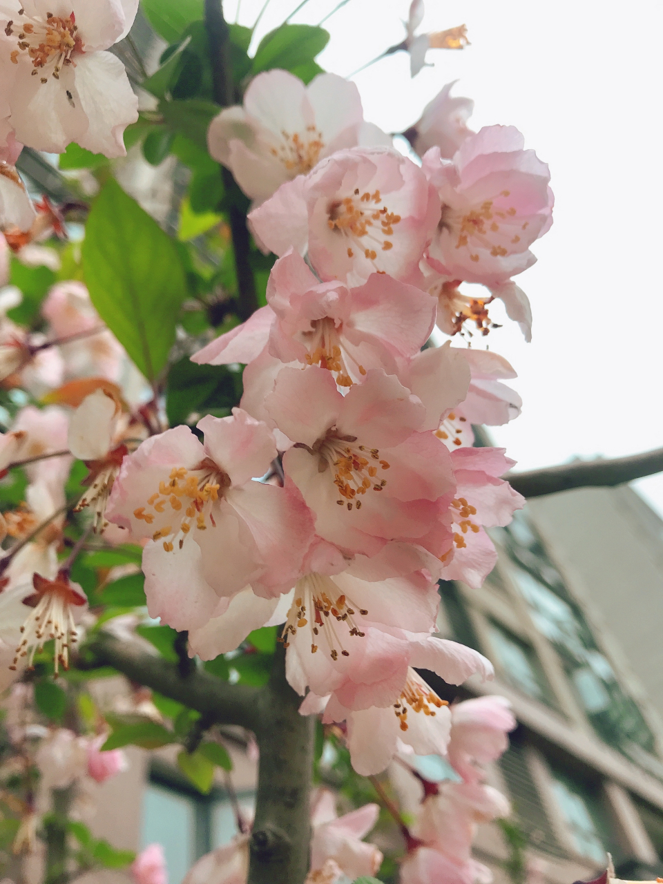 海棠 粉面美人笑, 玲珑藏娇俏. 春夜有风来, 洒落任逍遥.