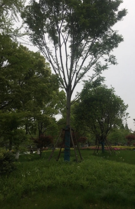 上海松江新桥公园好比山水画