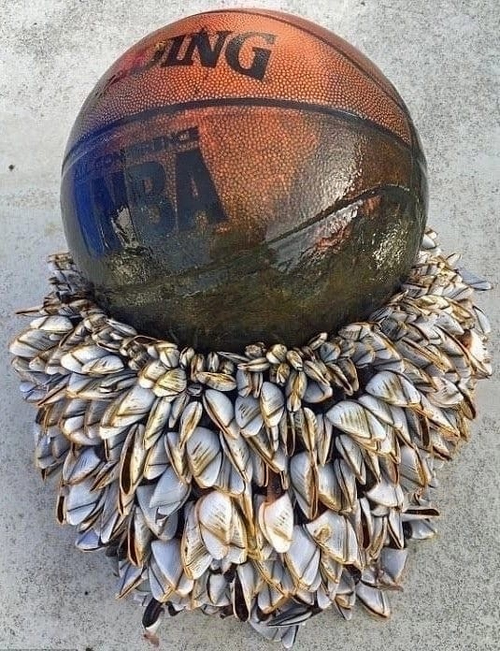 这篮球上寄生的人是藤壶吗?这到底是怎样一种生物?