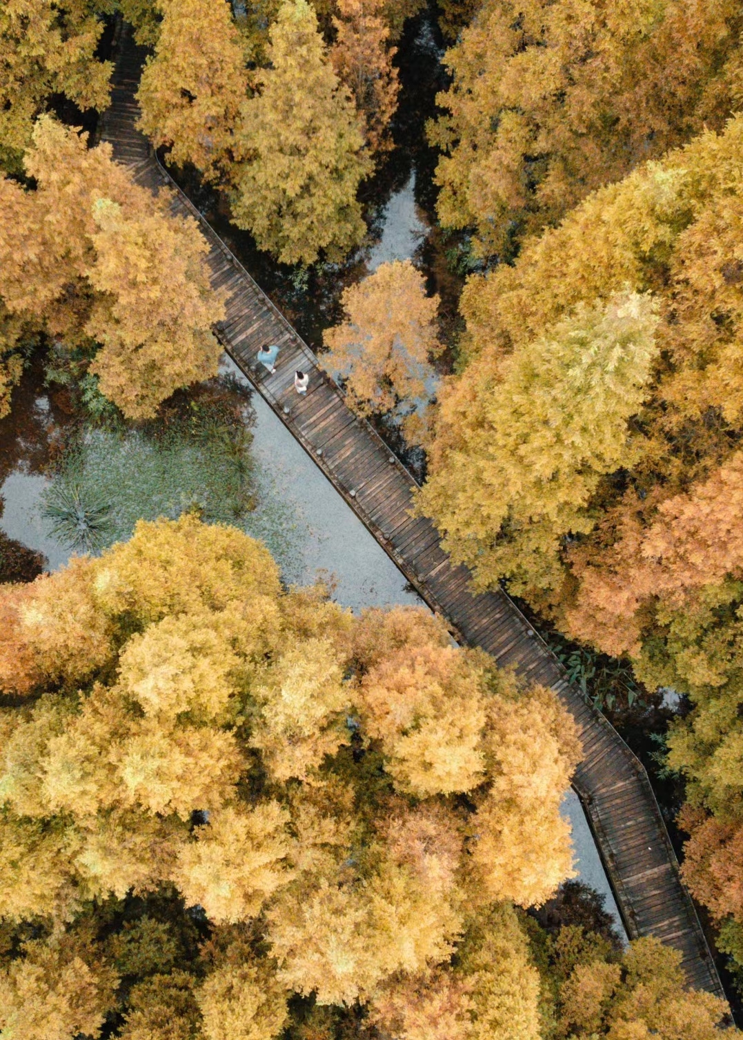 桤木河湿地公园门票图片