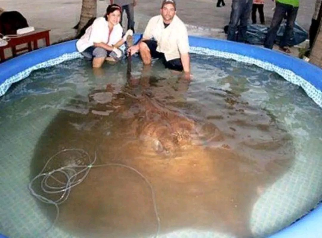 西双版纳"吸血毯",传说会拖人下水吸干血,它究竟是何种生物?