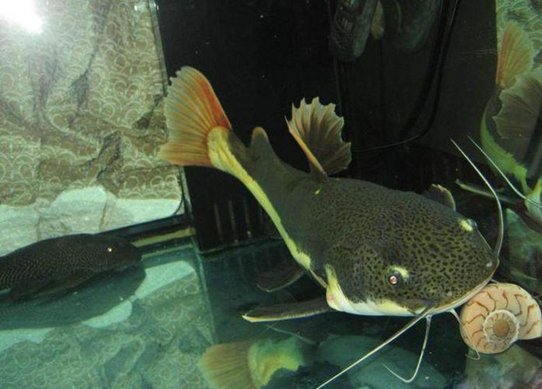 观赏鱼# 招财猫鱼, 学名红尾鲶(phractocephalus hemiliopterus)又名