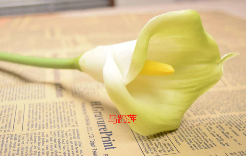 海芋花和马蹄莲的区别