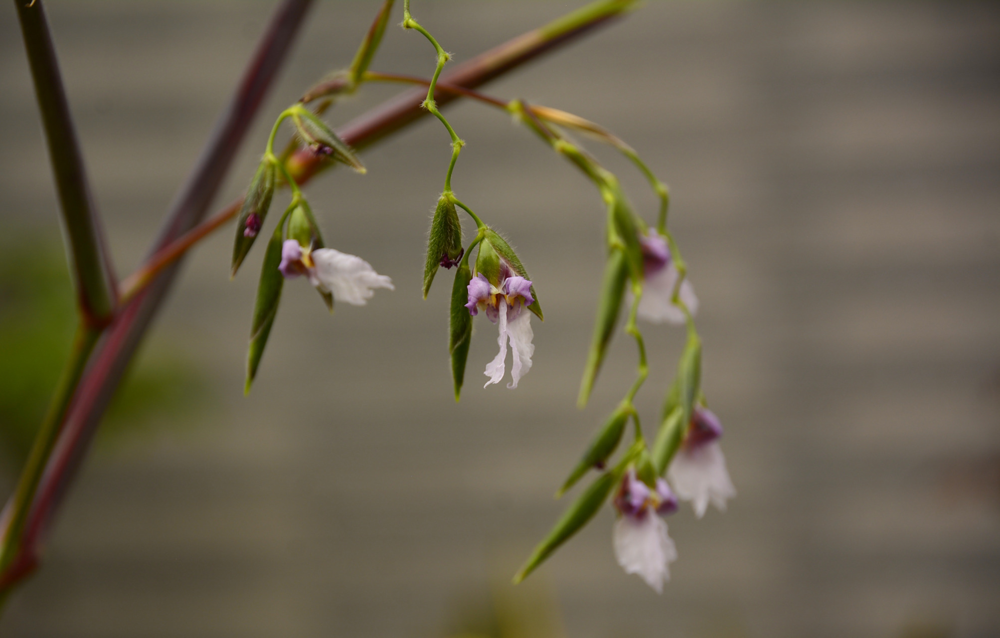 图中花名叫"垂花水竹芋",像极了一根鱼竿几个鱼钩,让人不由自主地想到