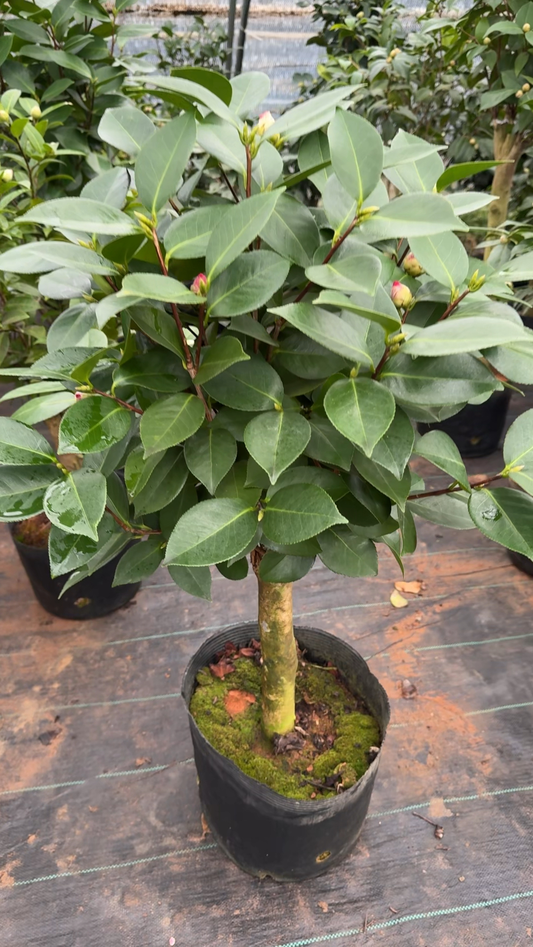 梦娜玫瑰茶花,天然好树形!-度小视