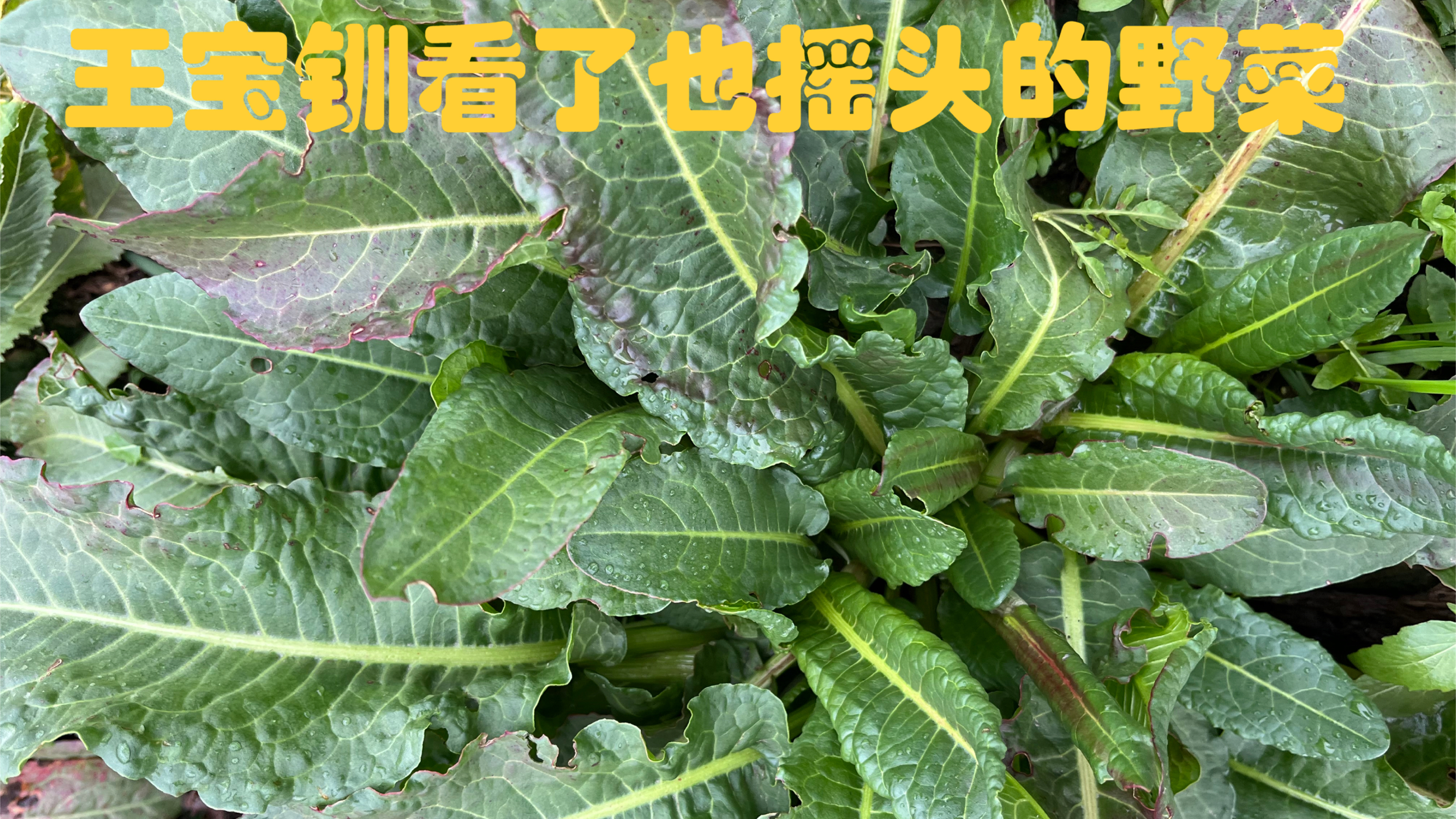 老牛看到绕道走，王宝钏来了也摇头的野菜土大黄