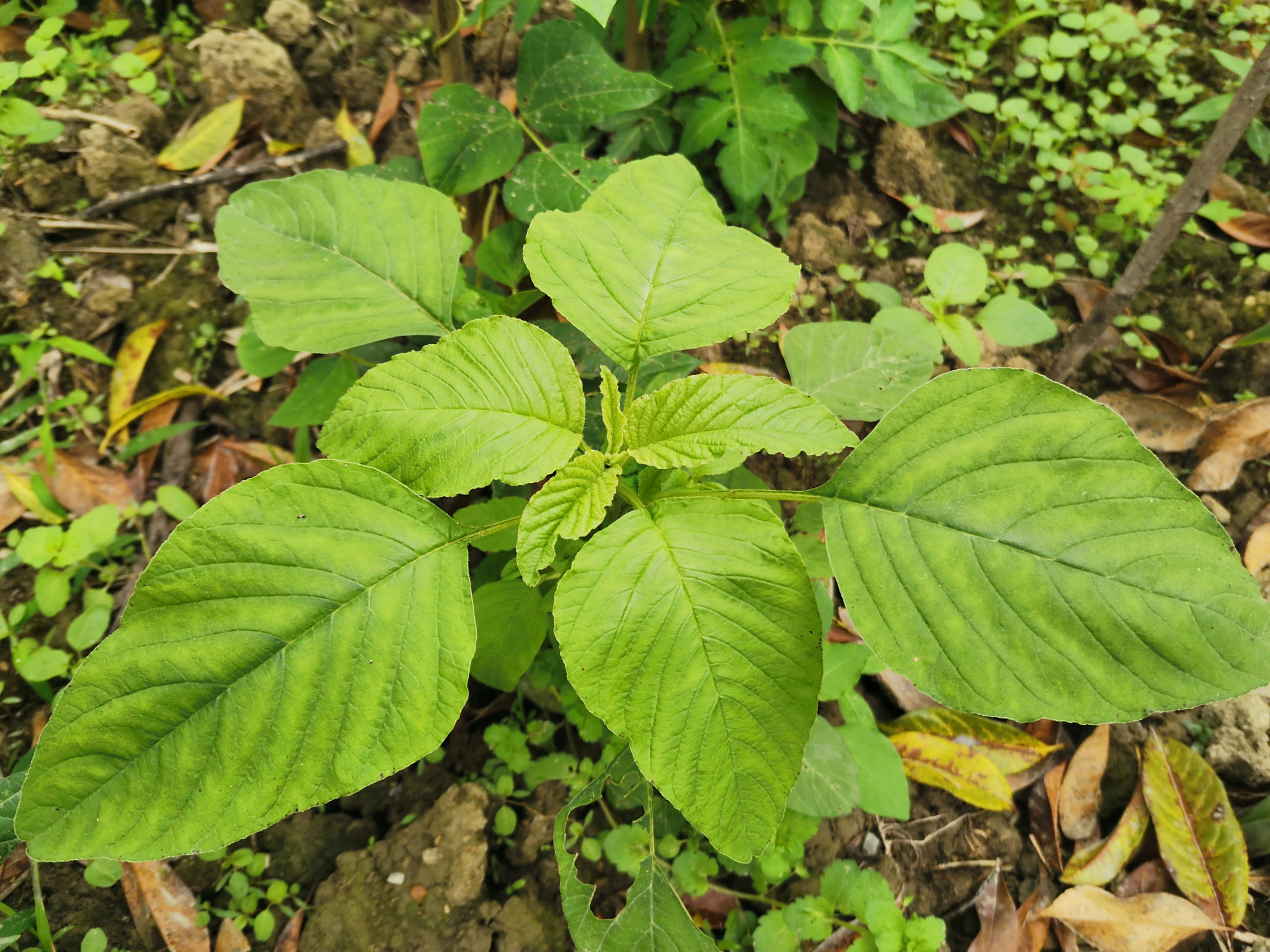 春夏不容错过的野菜:野苋菜