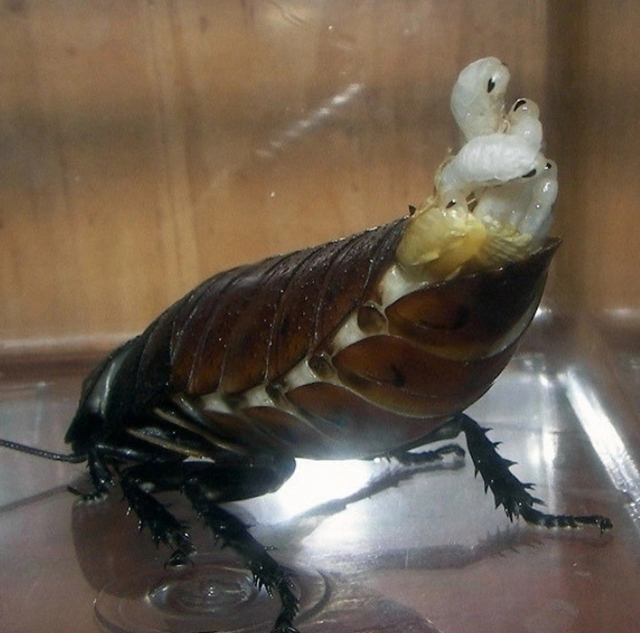 这种虫有的地方叫水牛,一只价值两块钱,比金蝉还要贵.