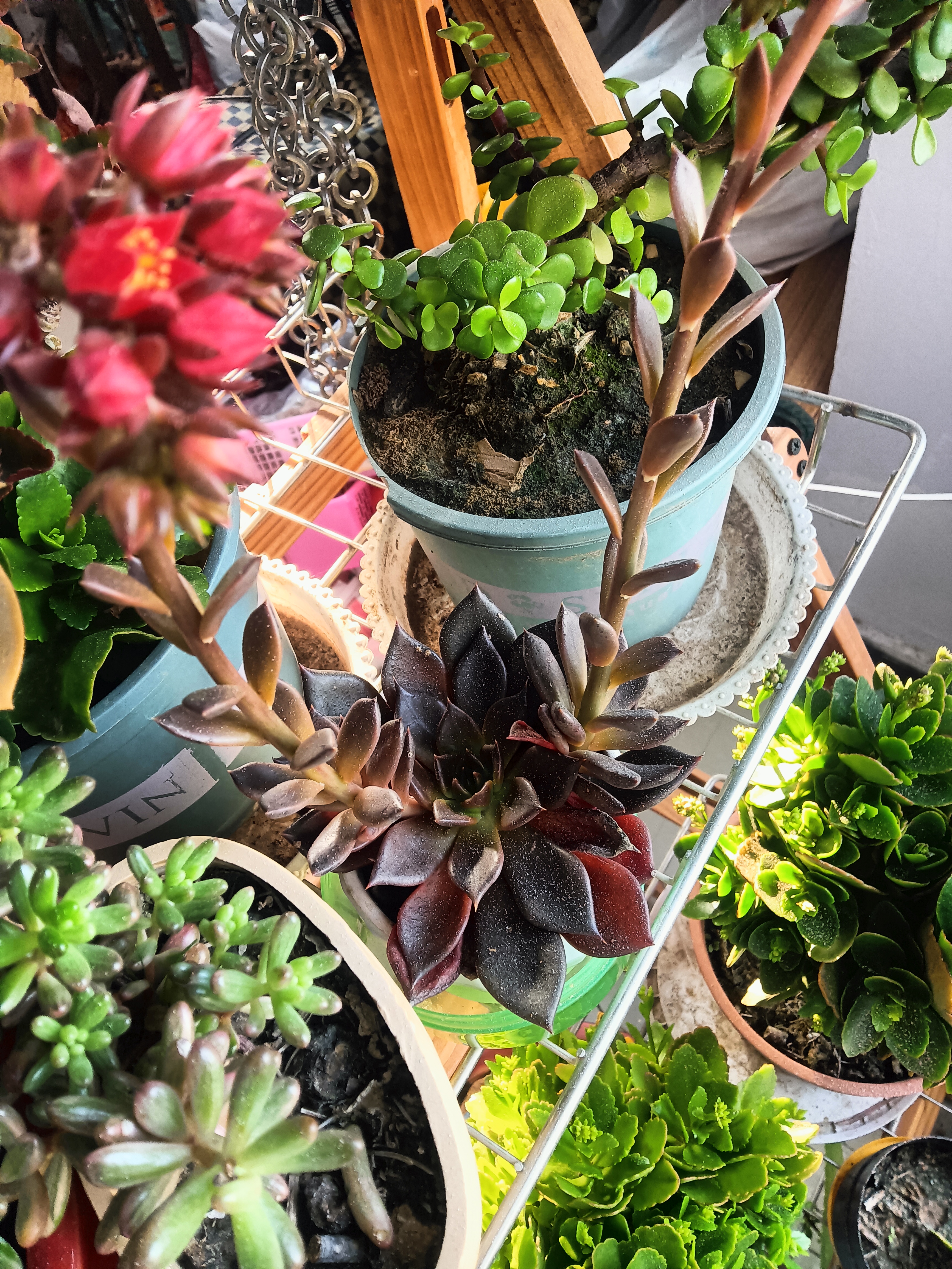 黑王子要开花了,其实养多肉并不在乎开花不开花,因为多肉本身就外形