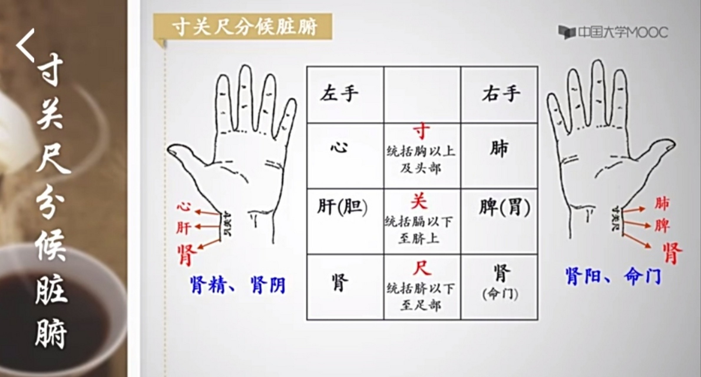 中医脉诊部位一一"寸关尺"分侯脏腑,独取"寸口"的原理