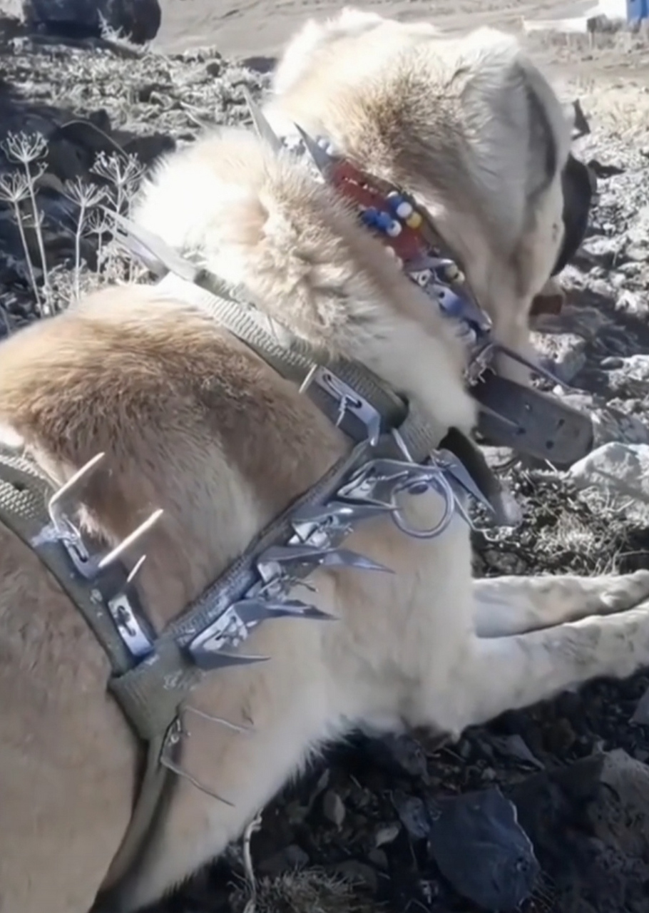 土耳其国宝犬图片