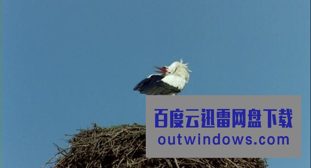 [电影]《迁徙的鸟》1080p|4k高清