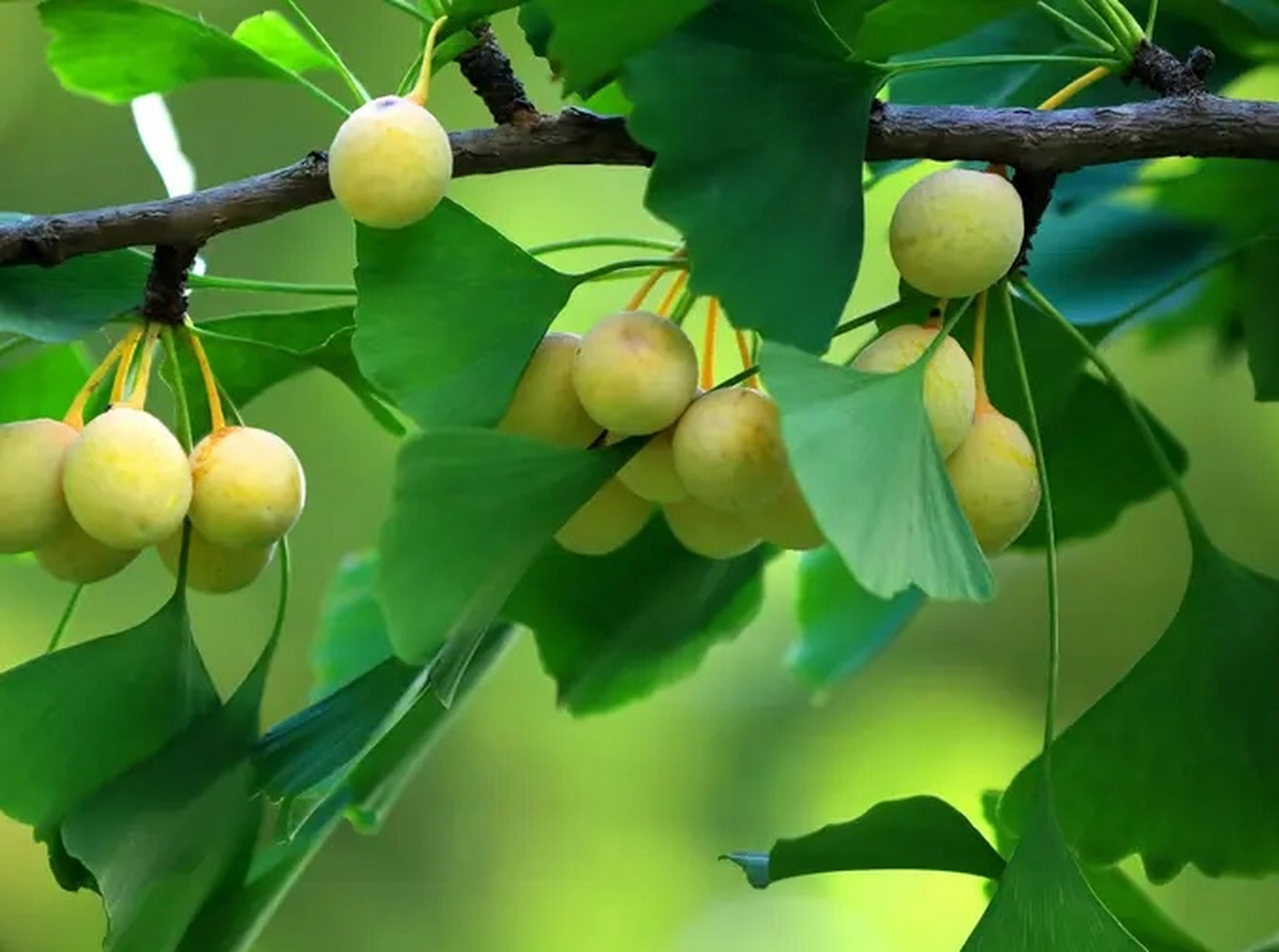 银杏树的叶子呈扇形,  叶脉清晰,叶柄细长.