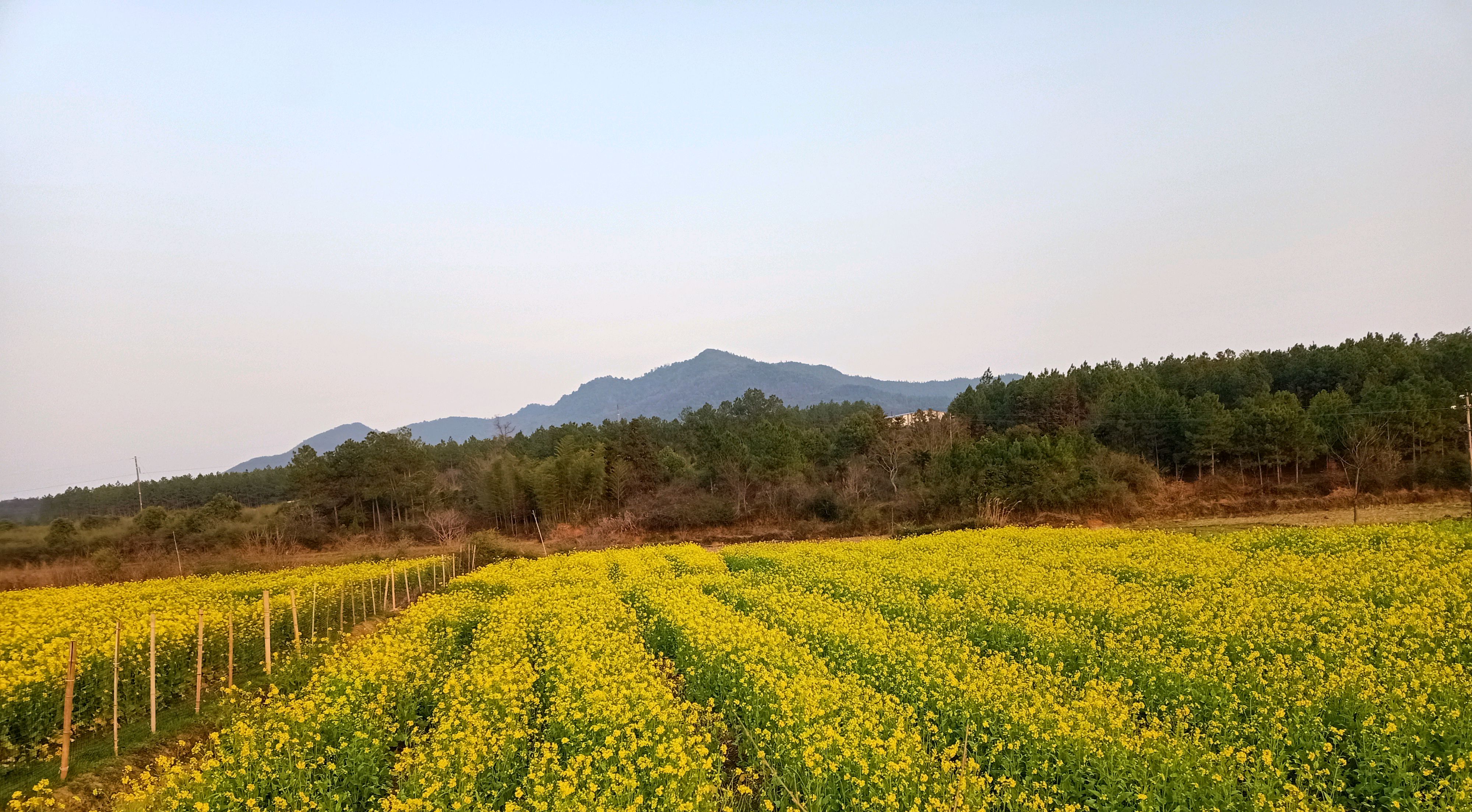 春天景象图片大全农村图片