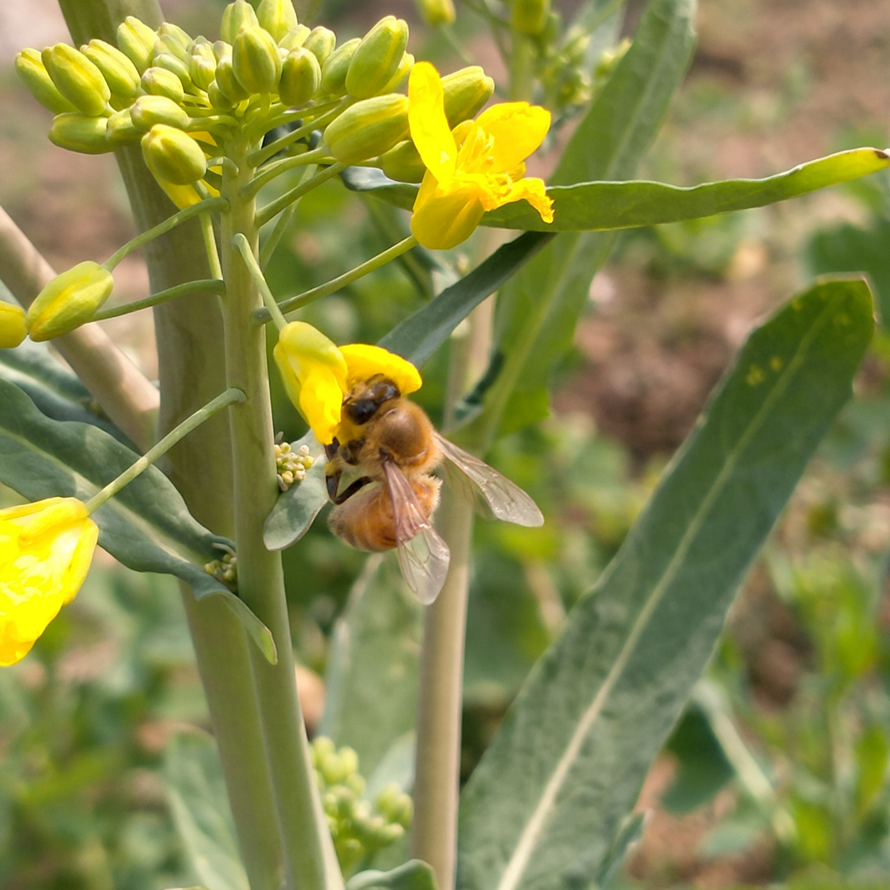油菜花儿开,蜜蜂采蜜忙.