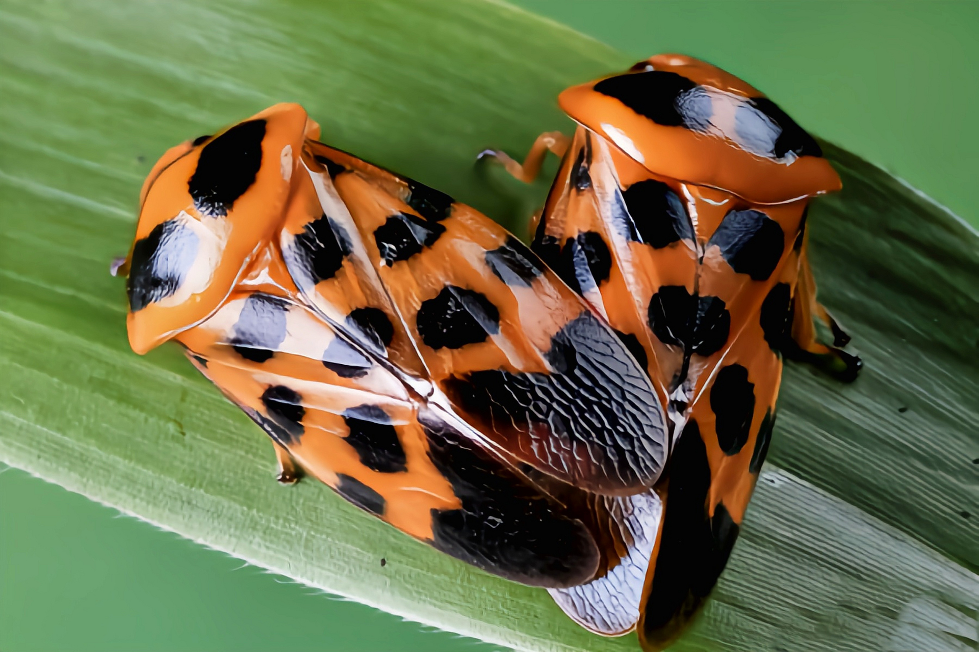每天认识一种昆虫——黑斑丽沫蝉 黑斑丽沫蝉又红泡蝉,是半翅目,沫蝉