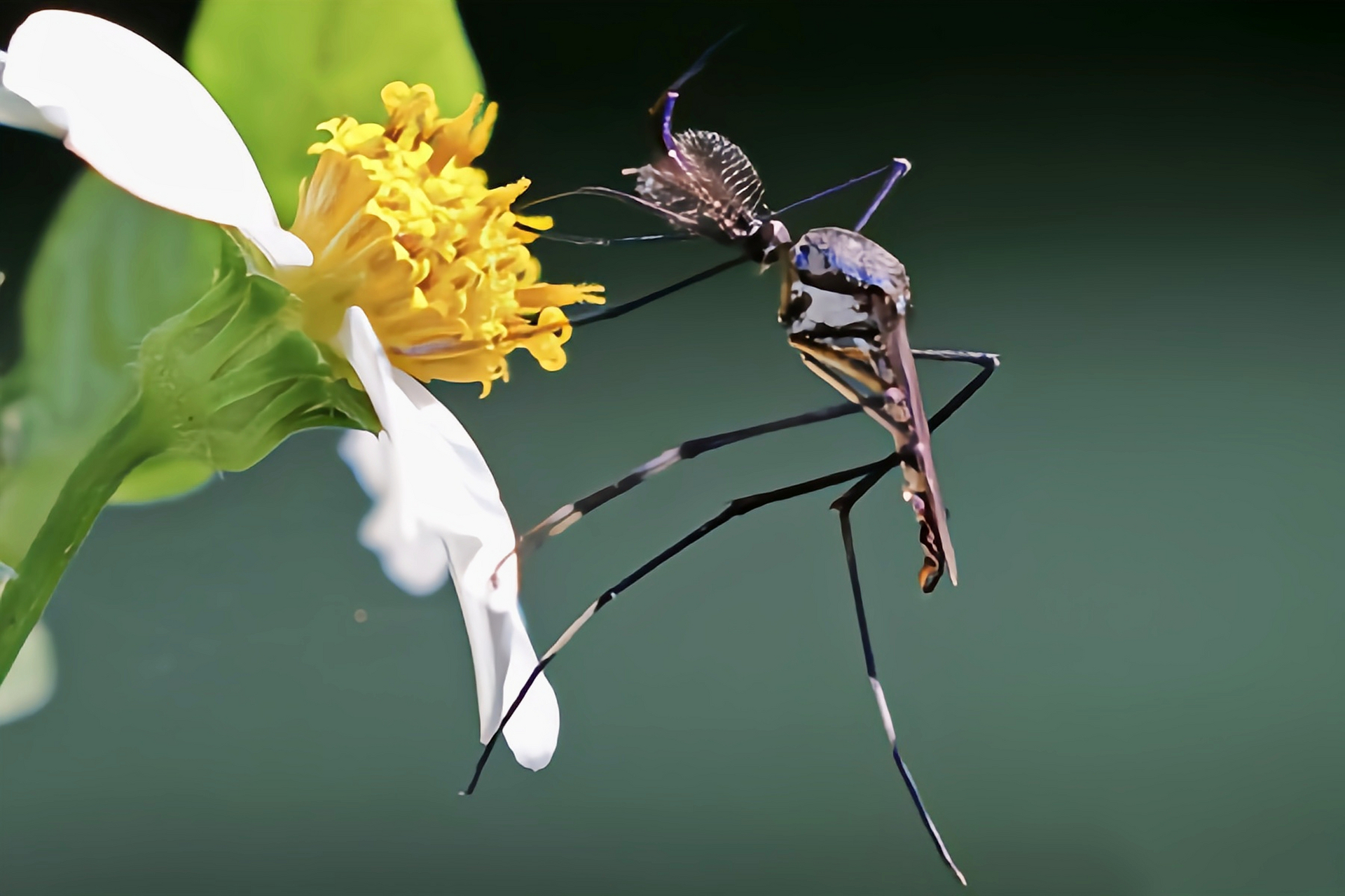 华丽巨蚊是蚊科中的"异类",个头巨大,能达到3.