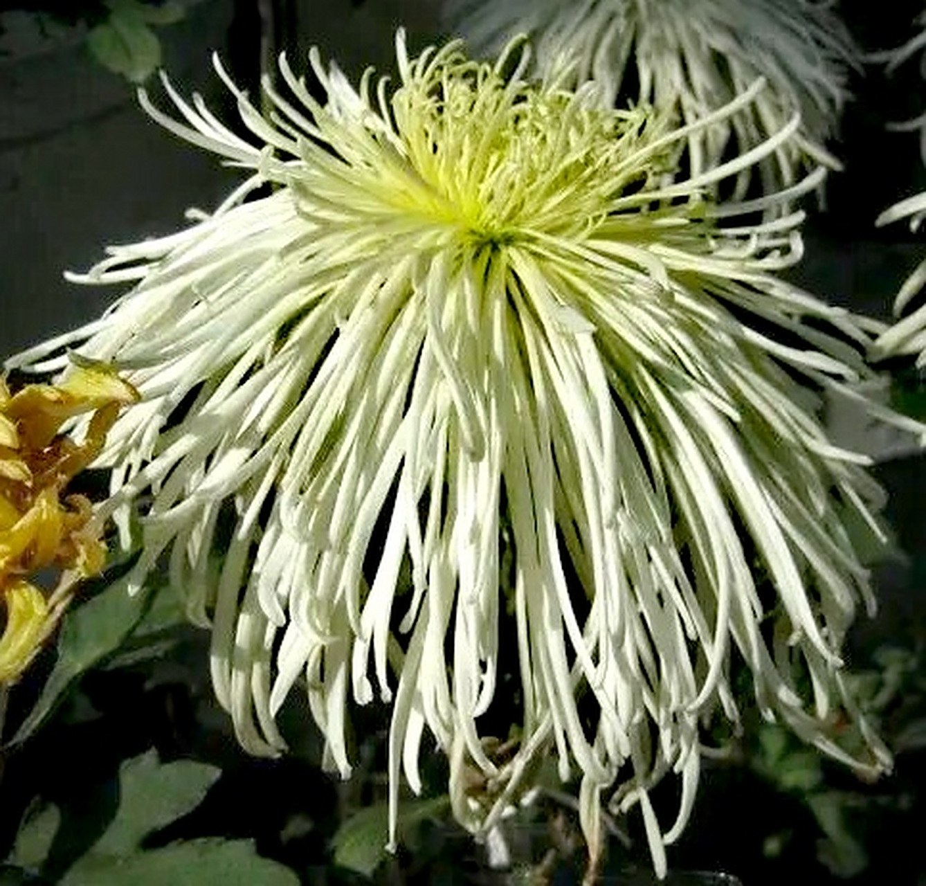 九月动态激励计划# 菊花——玉翎管  玉翎管是名贵菊花"细管瓣类"菊