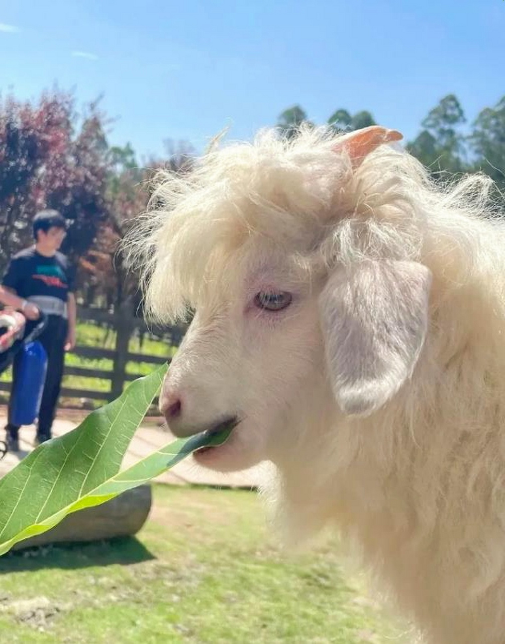 干净的山羊90,头发有型,胡须冉冉,看着还蛮舒服.