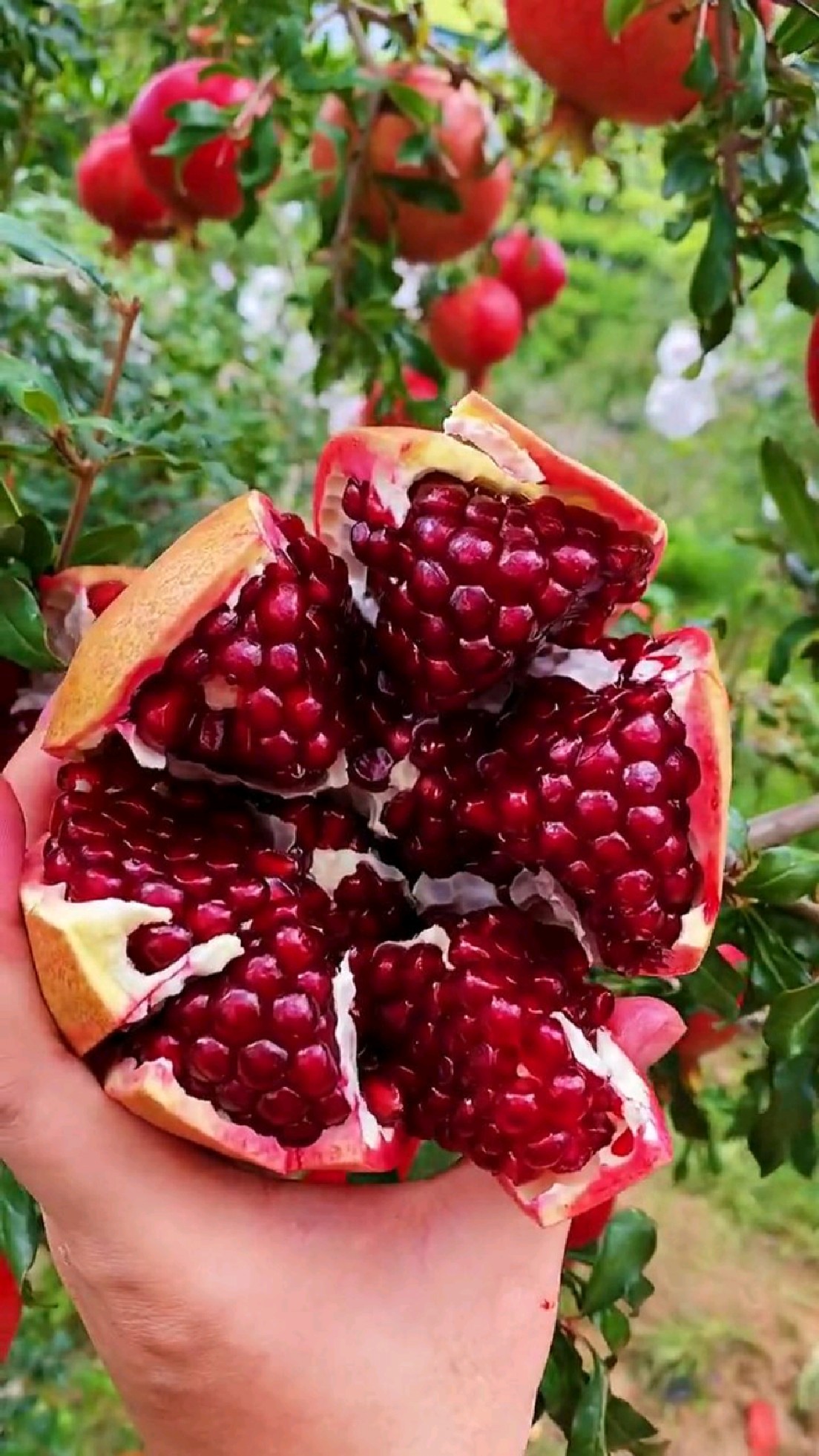 突尼斯软籽石榴果个大口感甜,三公分软籽石榴树今年栽明年就能结果