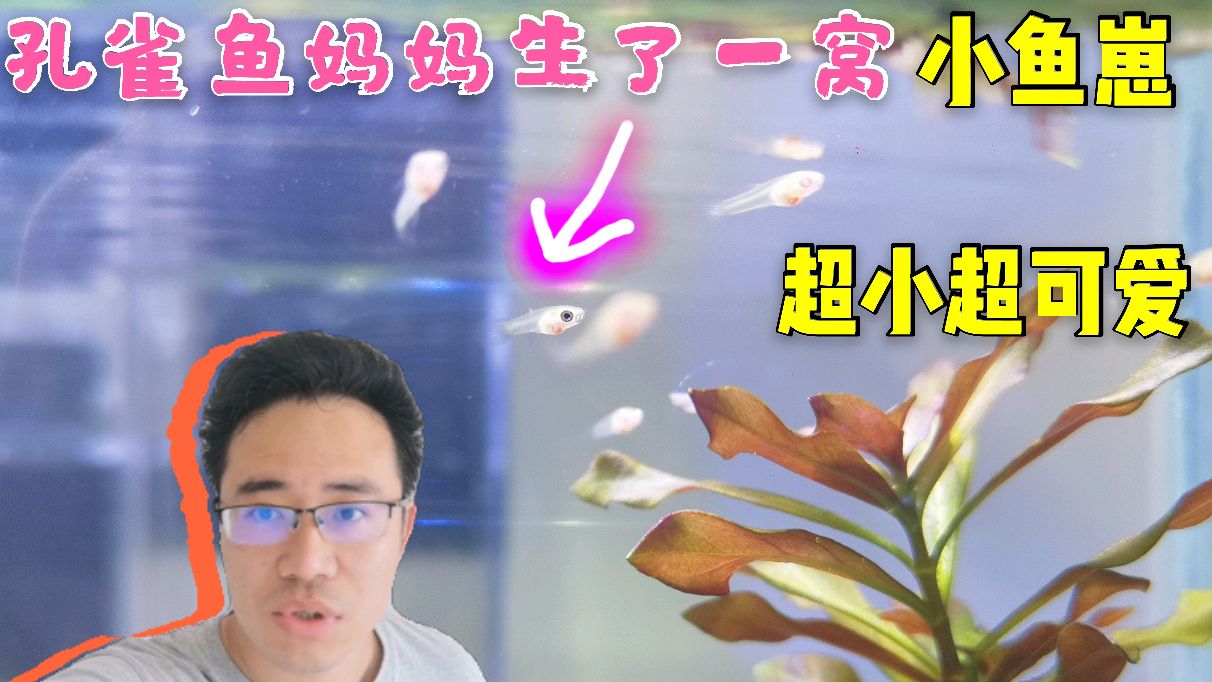 快来看看,孔雀鱼生了一窝小鱼崽儿,只有水珠那么大,超小超可爱