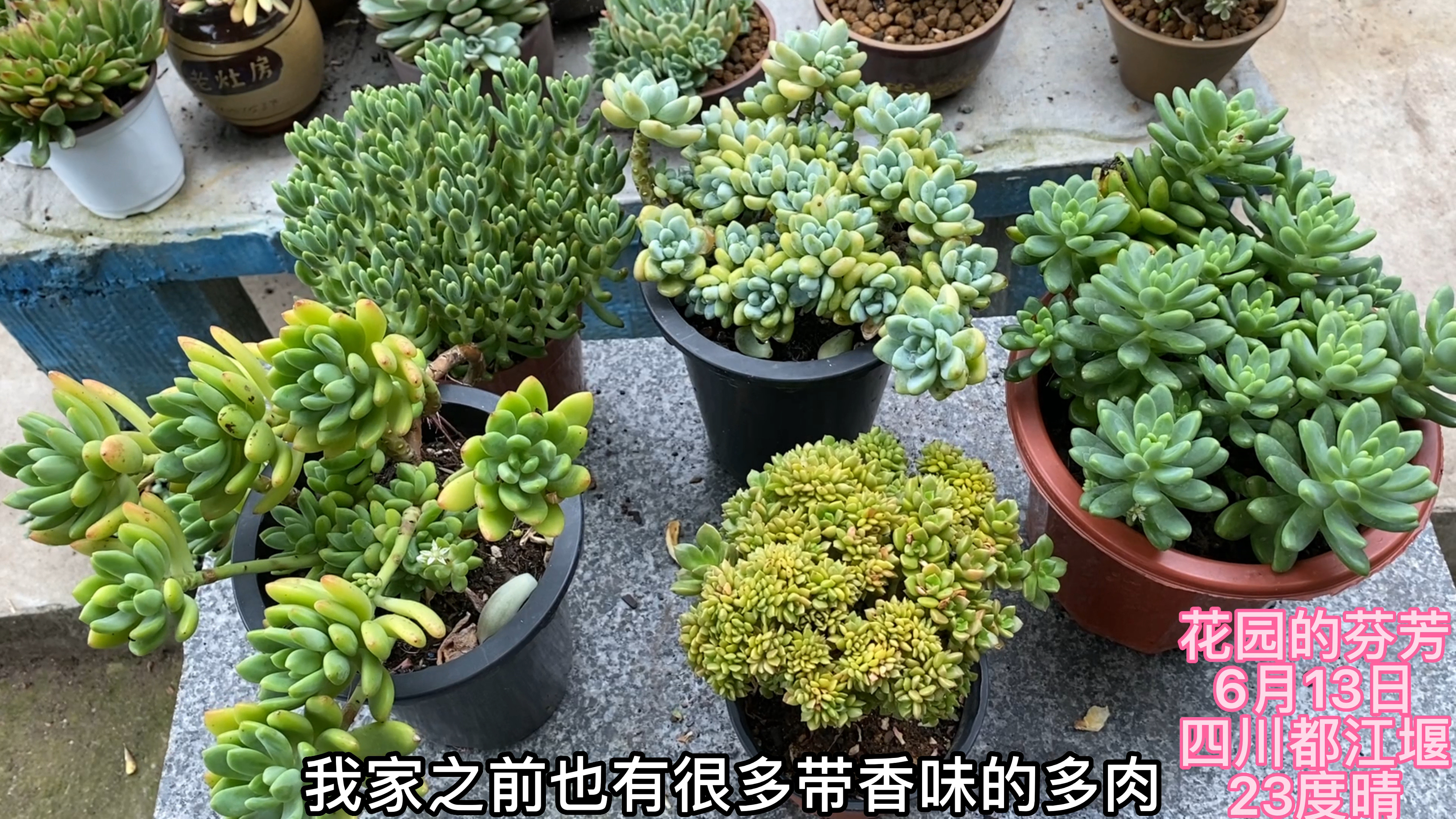 听说这些多肉带香味,还超级好养,小马果断种草了!