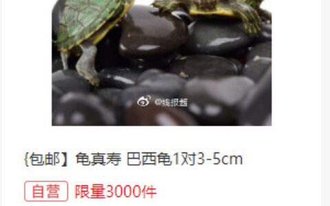 18点秒杀限量3000、8.9龟真寿  小巴西龟活物 乌龟活体