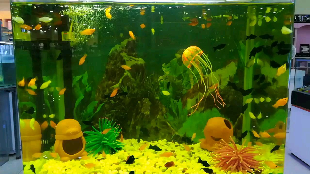 鱼缸造景养小鱼,好可爱的三色球玛丽!