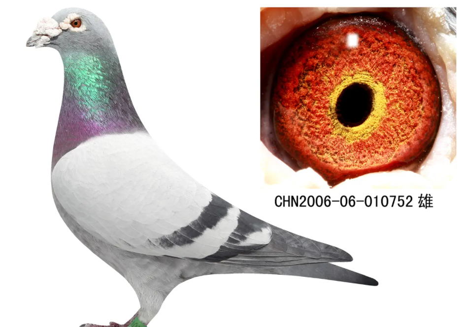 桑杰士信鸽特点?