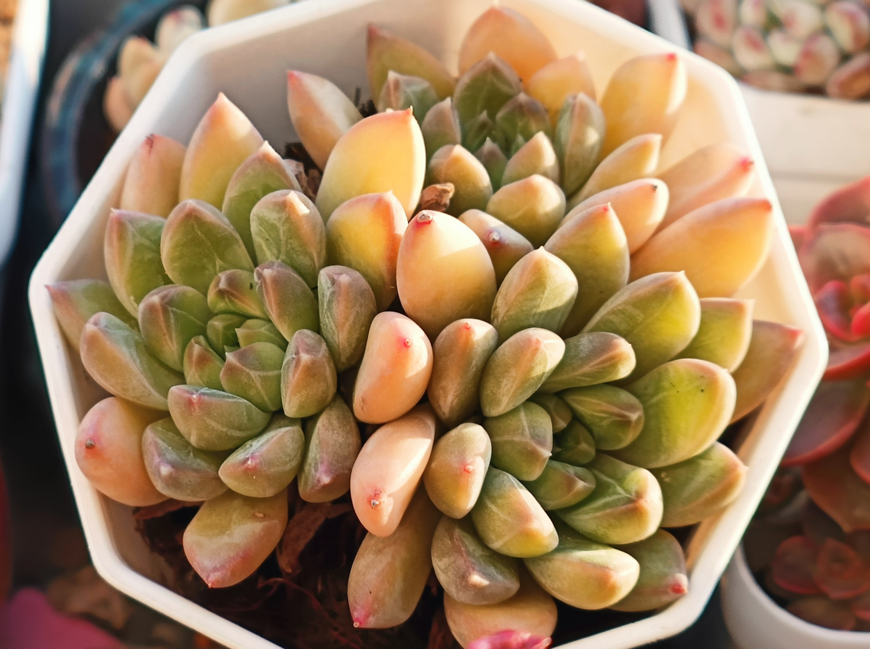 图一小浣熊,暗纹怪多肉,比较好养.