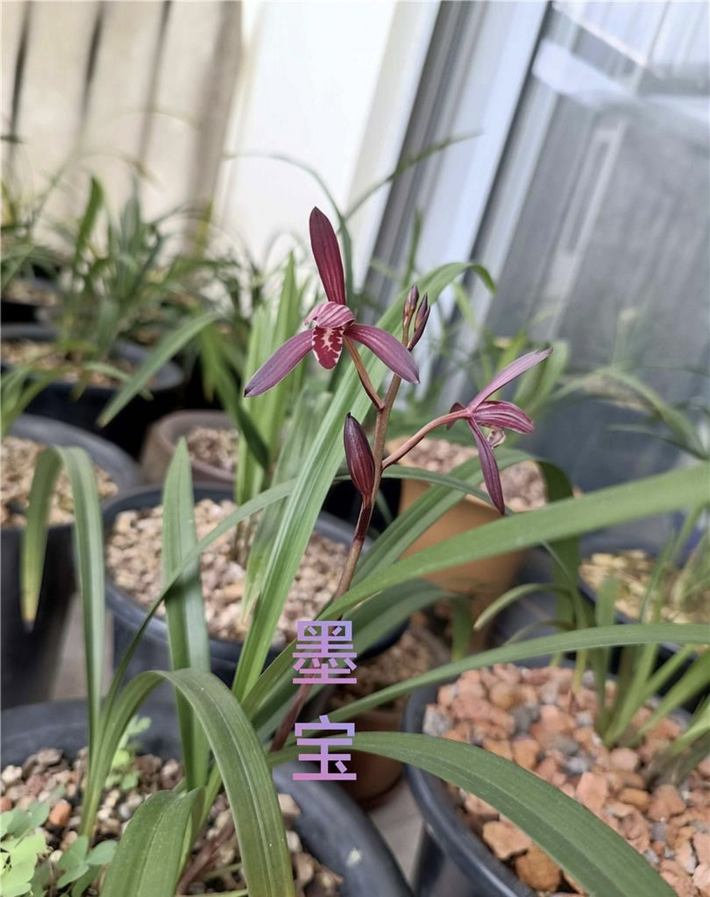 建兰墨宝和暮山紫对比图,大家认为哪个花更好看一些?#兰花