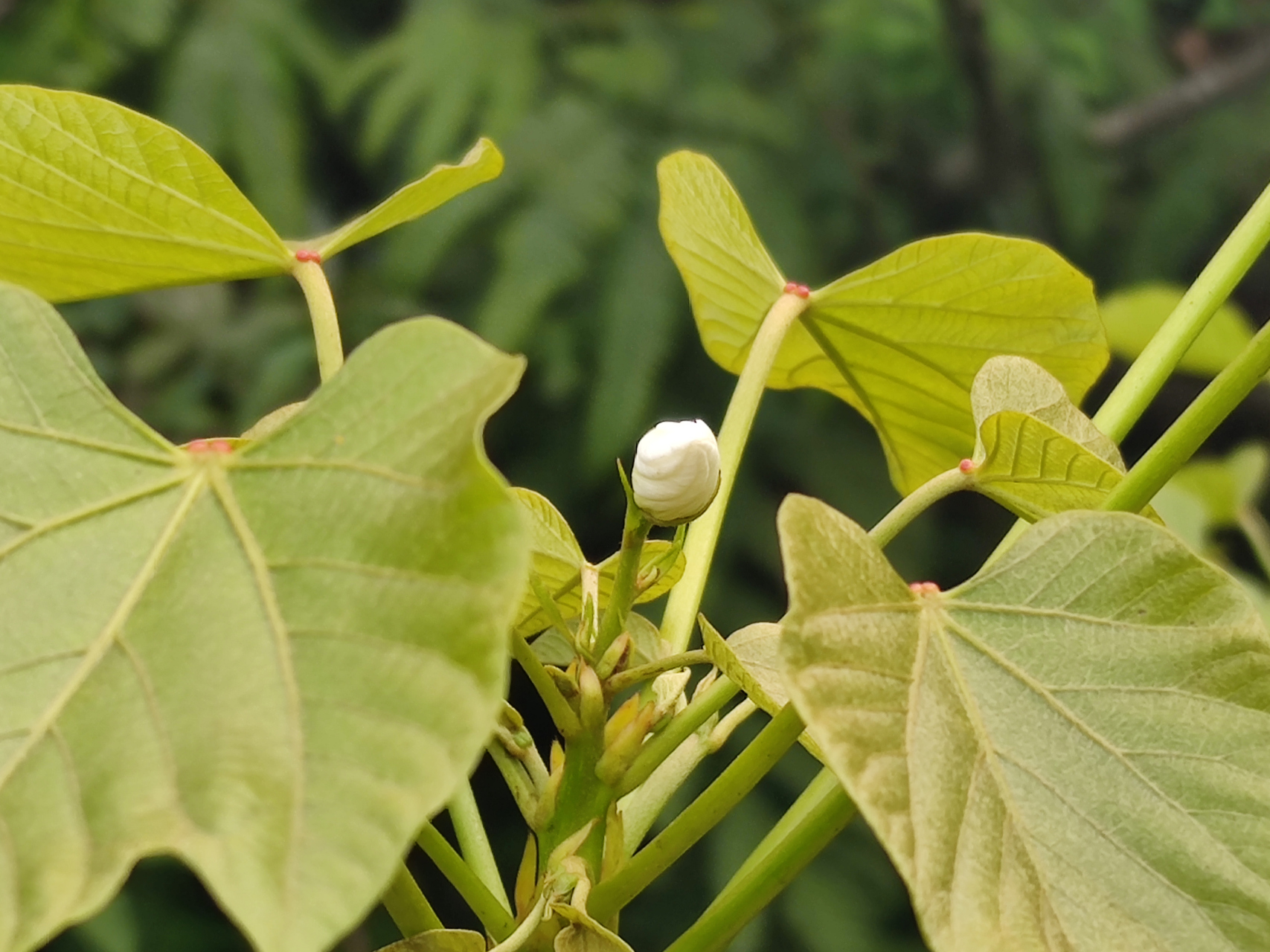 桐子树开花了,天气真正热起来了.