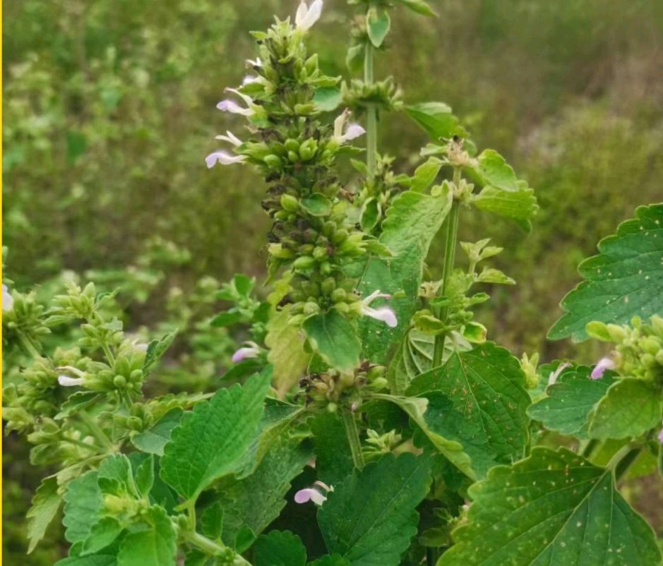 带着药用的防风草