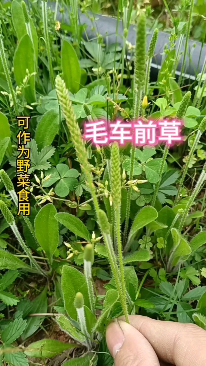 這個車前草就叫毛車前草,營養價值高,入藥價值棒棒的,你家鄉有嗎