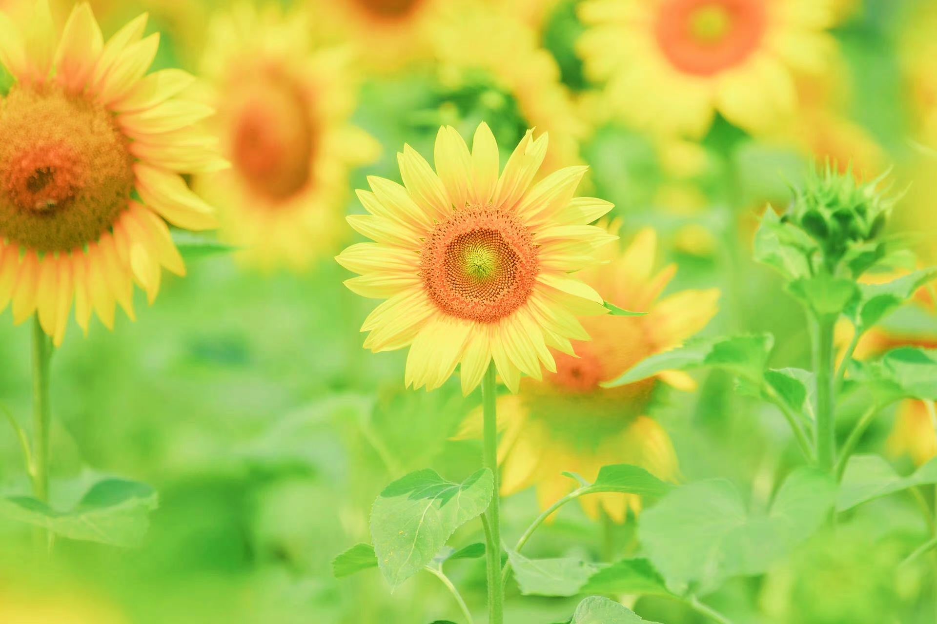 " 做一朵向日葵吧,面朝太阳,心中有光 .