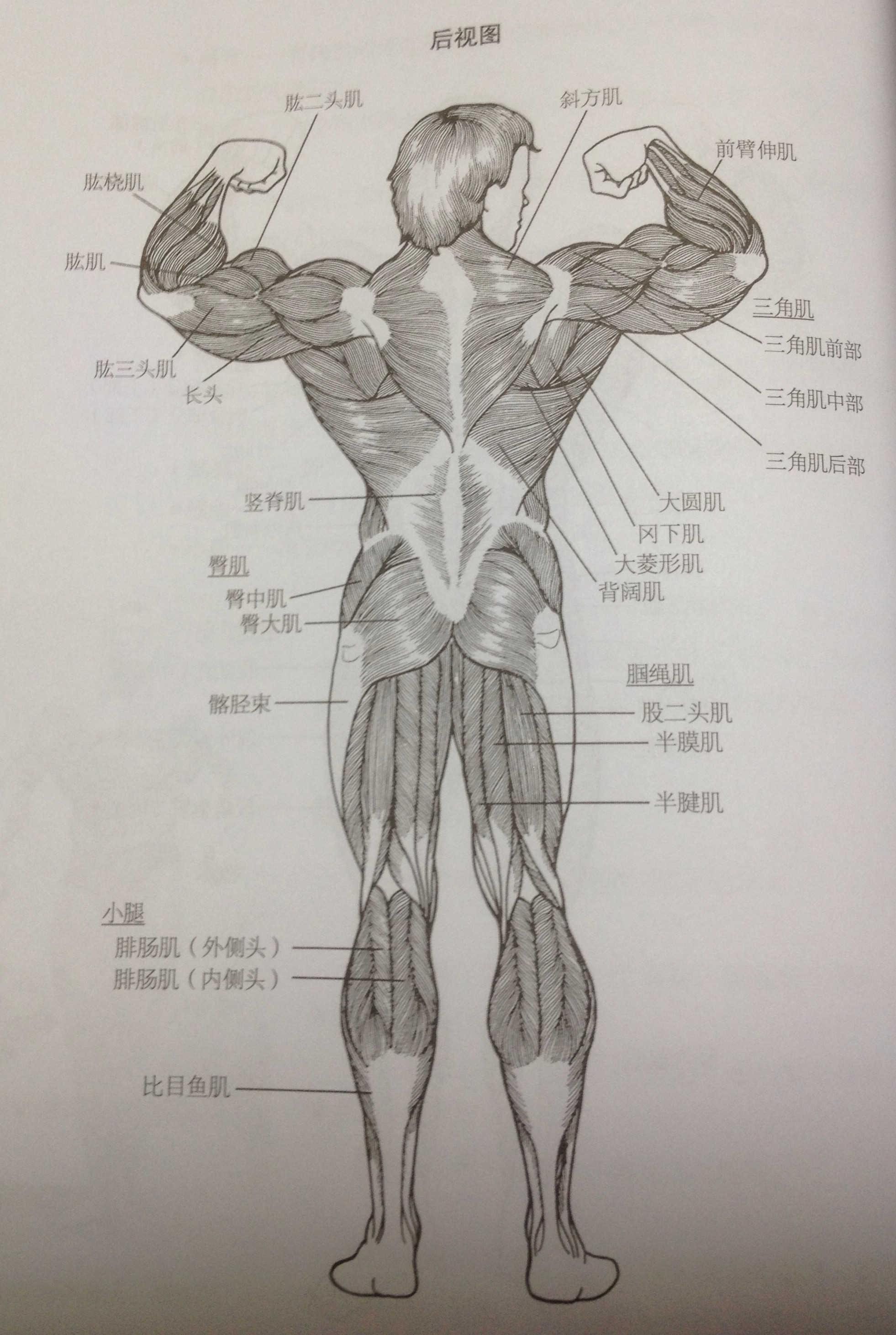人体肌肉生长原理和模式