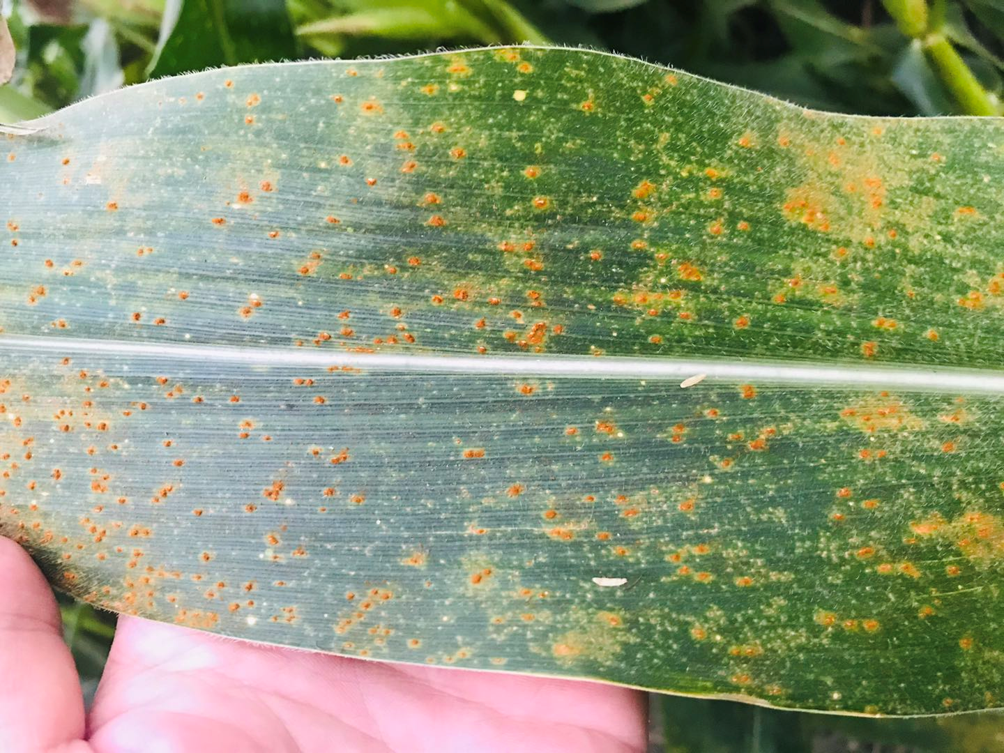 玉米锈粉该怎么防治,有哪些注意事项?(内含解决办法)