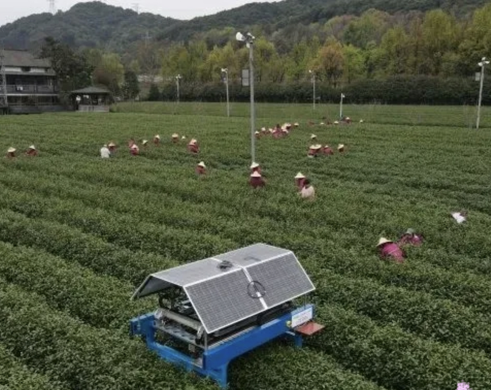 机器人毛尖采茶机图片