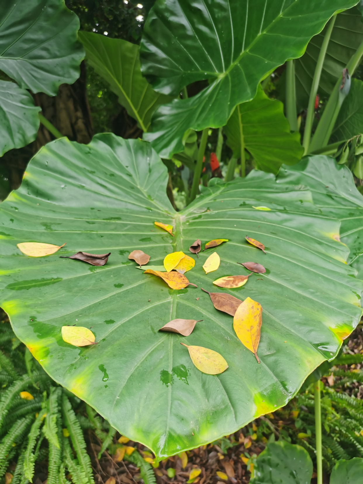 照母山植物园的秋天