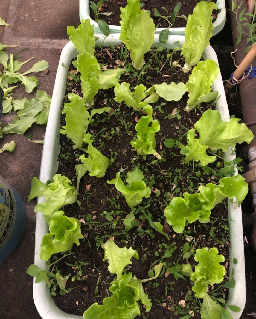 生菜不用买,在阳台就能种,3个简单小步骤,好吃好养吃不完