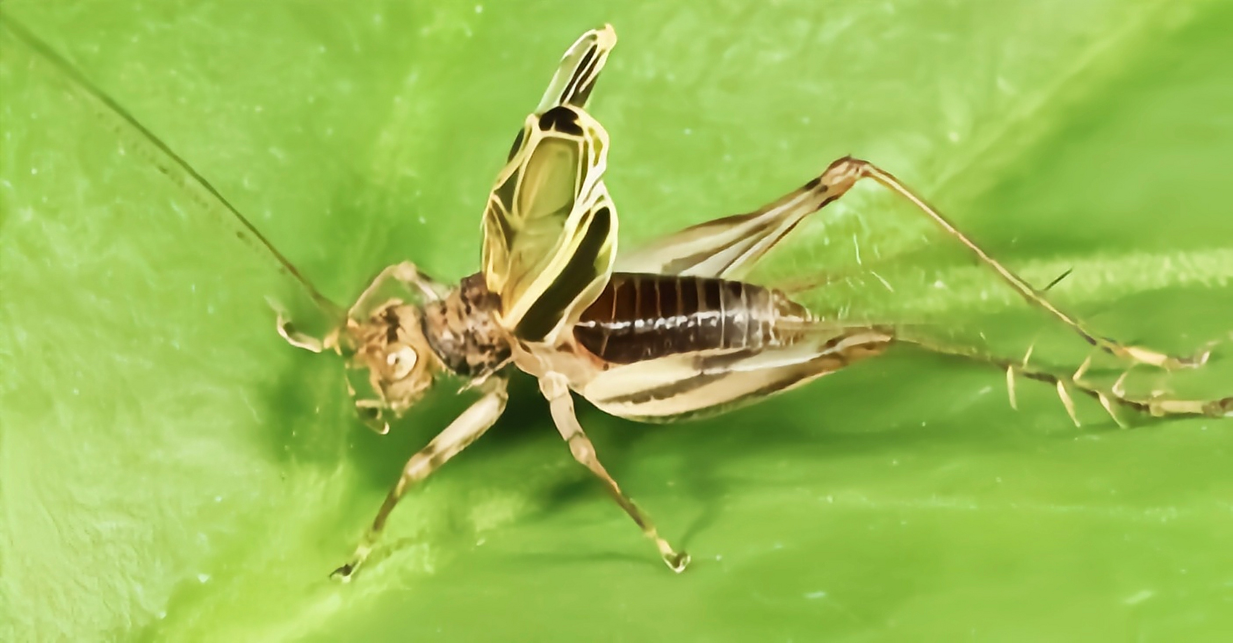 每天认识一种昆虫——金蛉子 金蛉子别名金蛉,唧蛉子,双带拟蛉蟋,是