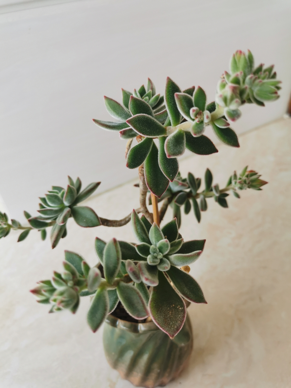 锦晃星是一种很普通的多肉,又叫猫耳朵,它的花语是魅力十足.