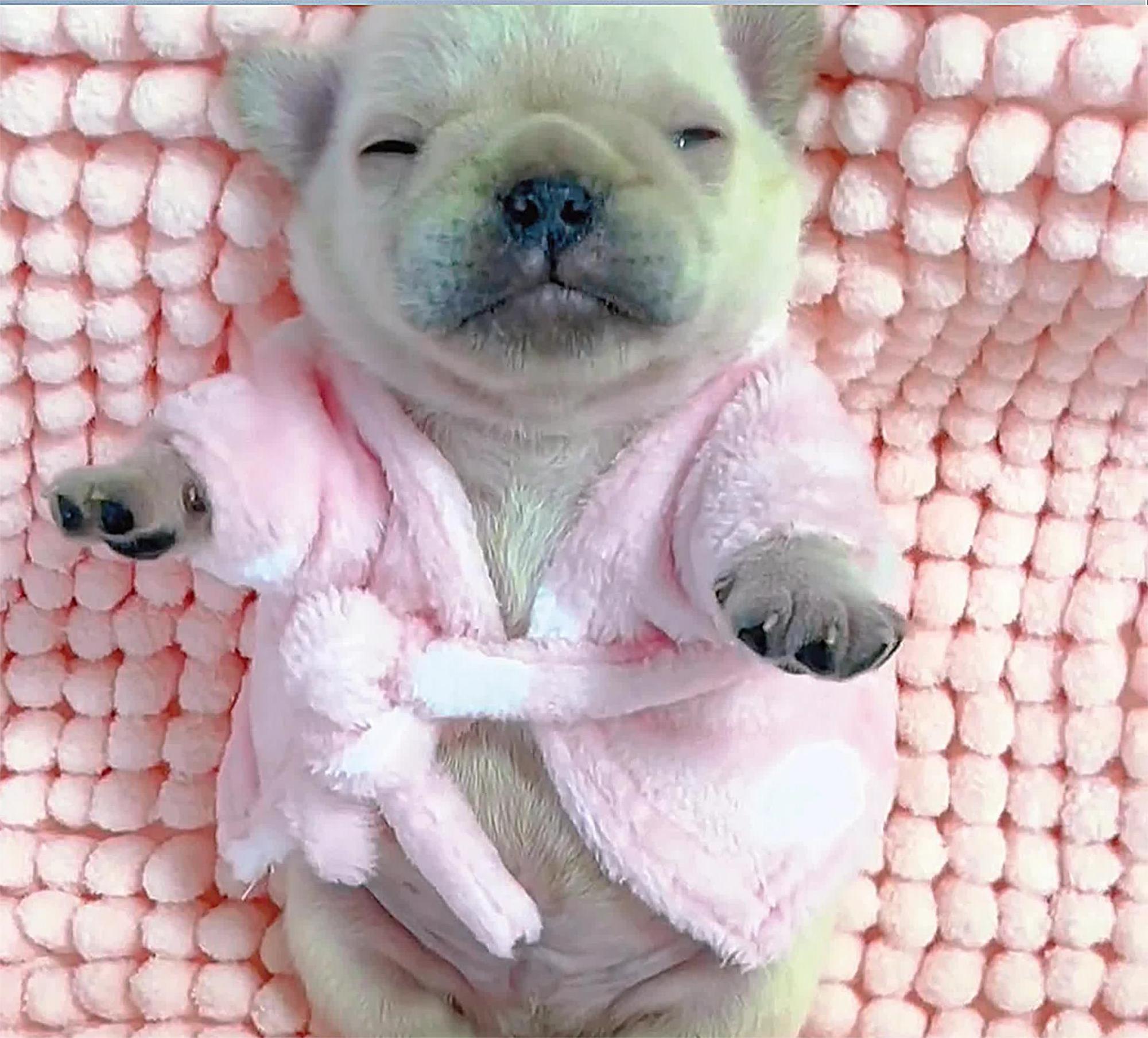 小时候的法斗,居然长得这么萌,网友:肚子好胖呀