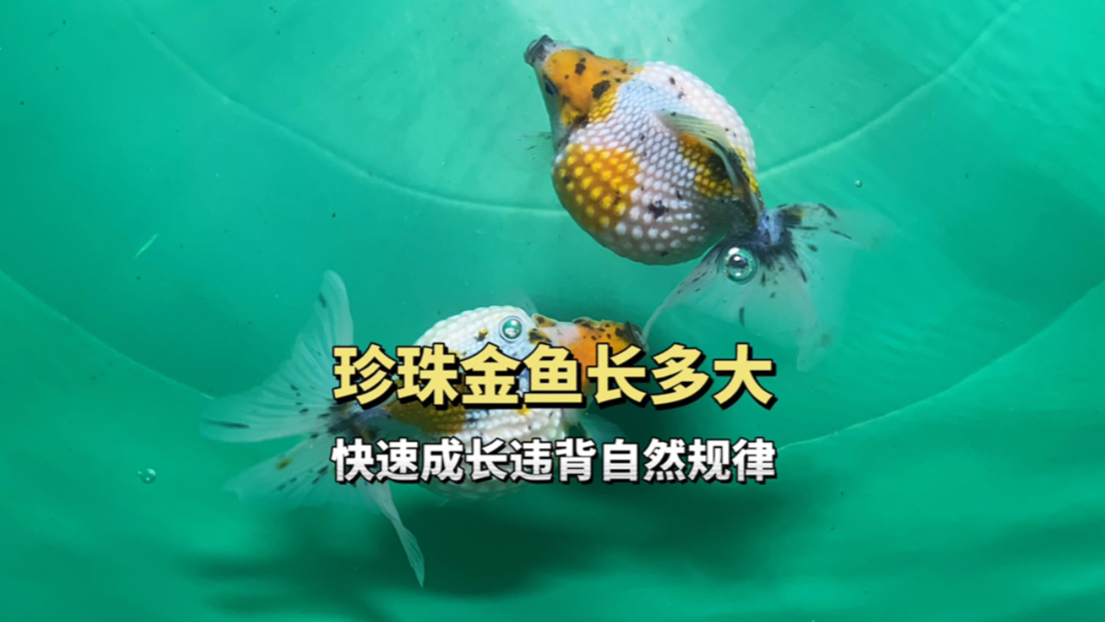 珍珠金鱼能长多大?快速成长违背自然规律