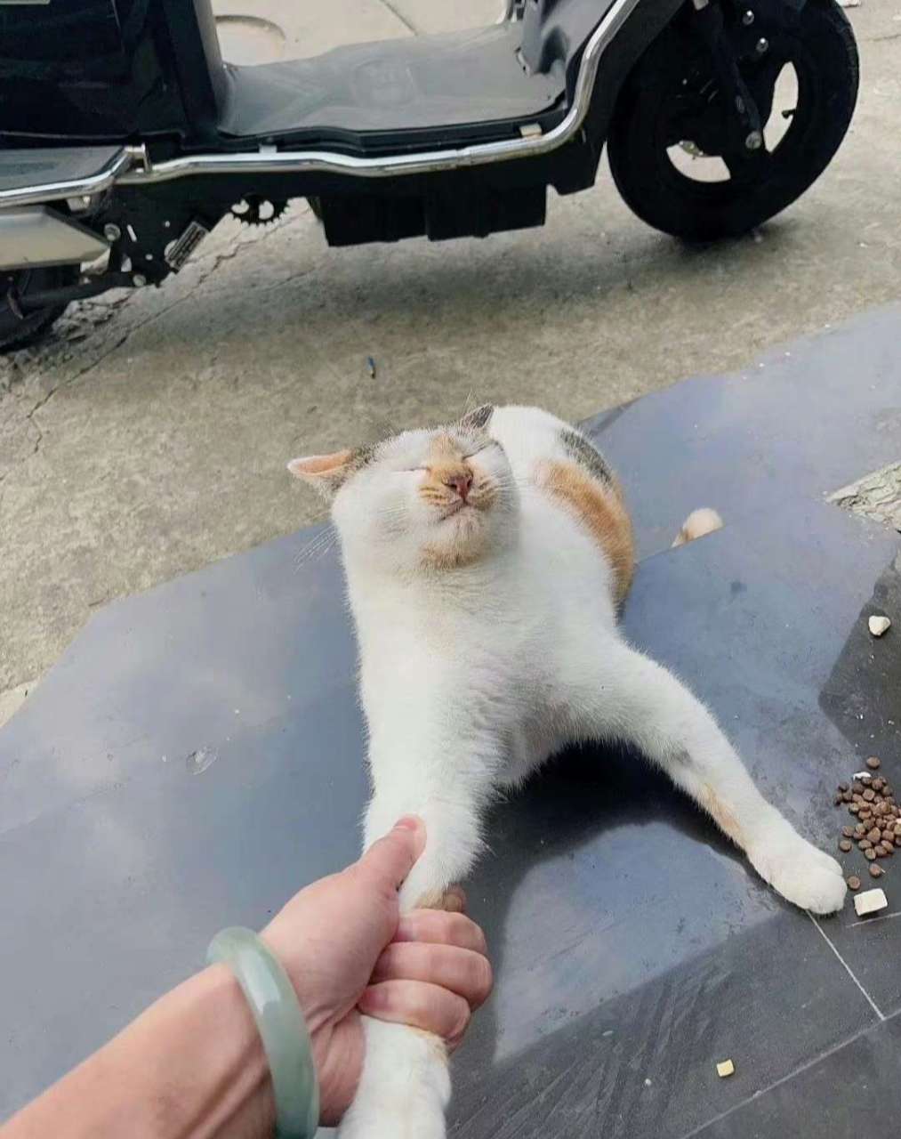 路上遇到只小猫咪,非要跟我回家