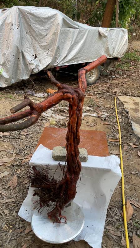 每天一桩,精品"桃金娘"肌肉老桩,欣赏一下-度小视