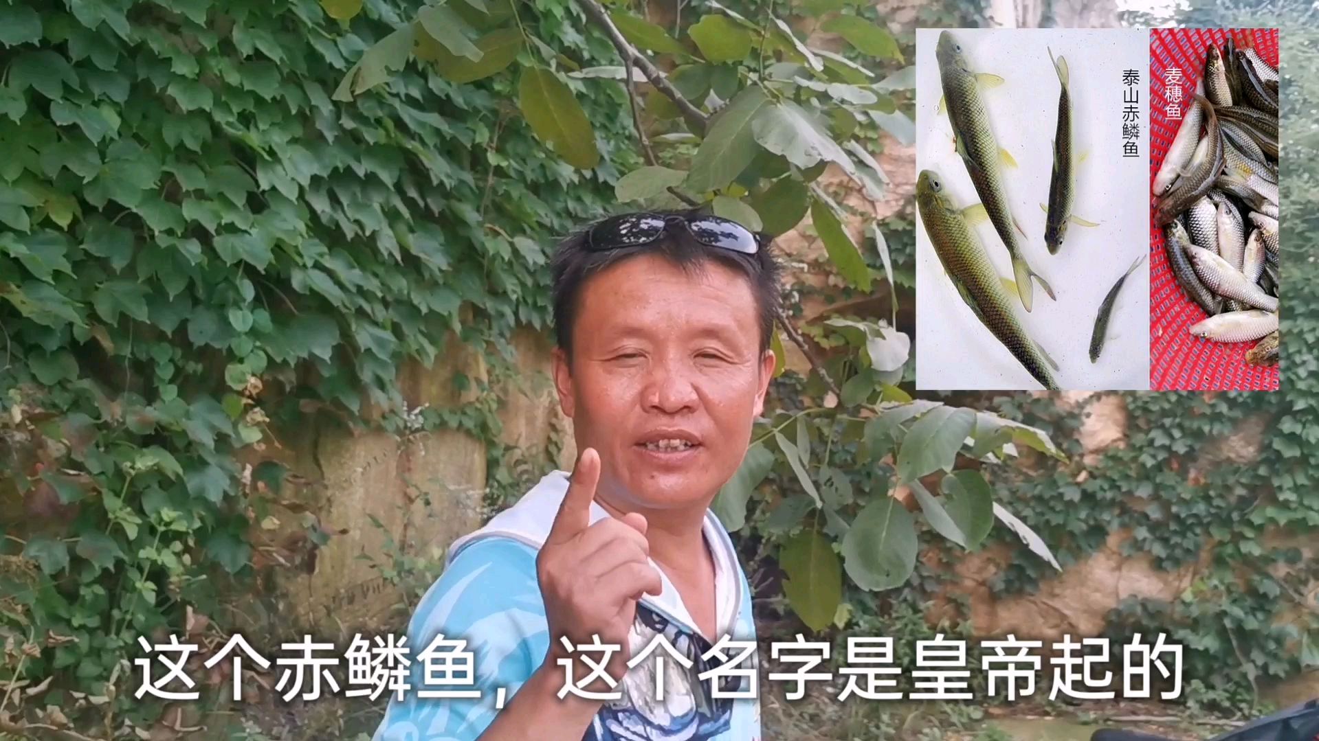 赤鳞鱼,你听说过吗?今天来到有赤鳞鱼的水库垂钓,结果打脸啦