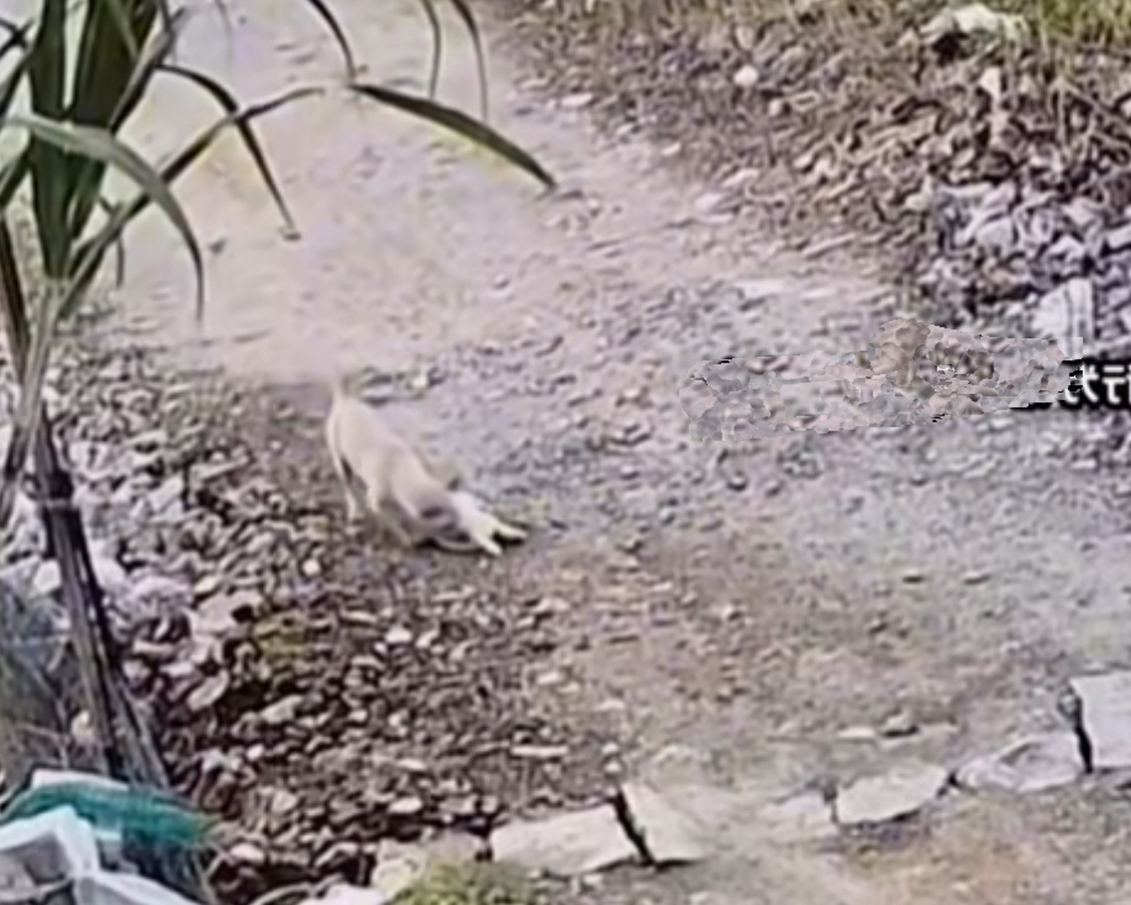 男子开车经过1条乡村道路,看见1只狗妈妈正在给小奶狗喂奶,男子稍一