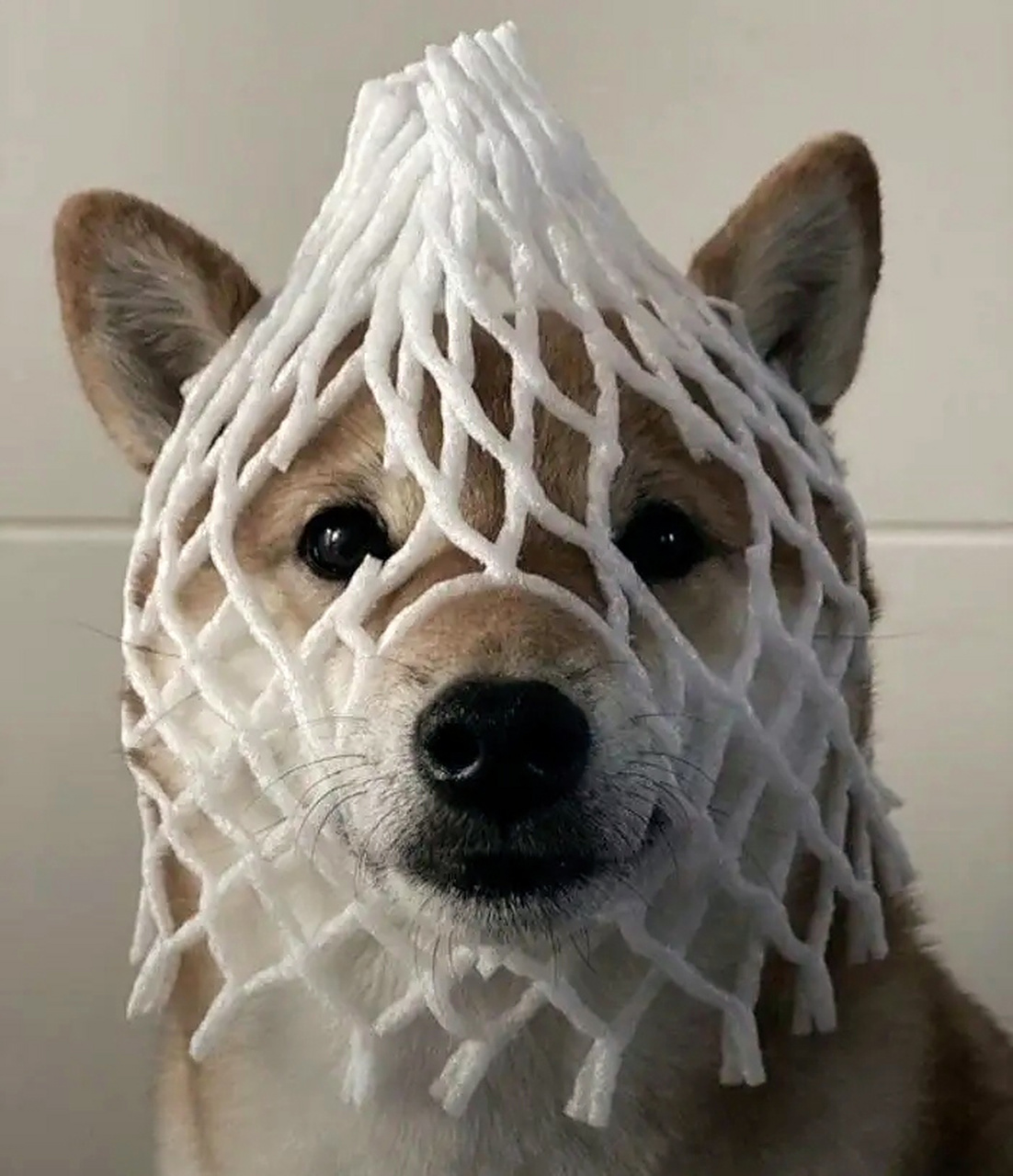 博君一乐,狗狗cosplay大赏.#趣图搞笑# #动物趣图